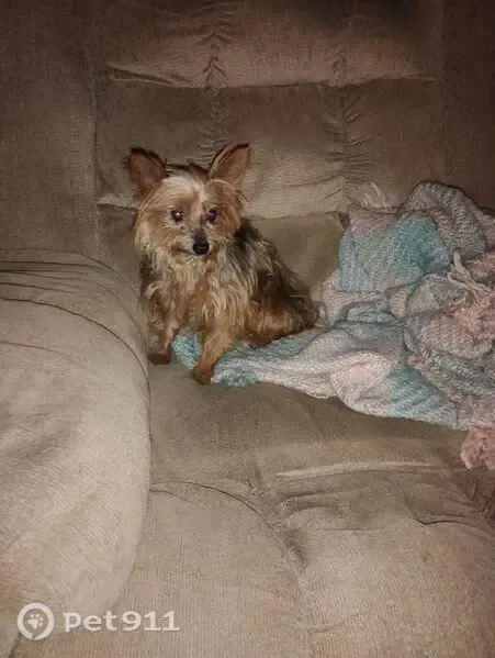 Lost female dog, Carrollton, Georgia, Alpharetta — easily frightened - photo