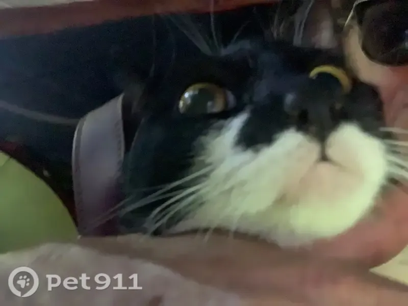 Lost cat, West Powell Boulevard, 2711, Gresham — female tuxedo cat with big gold eyes - photo