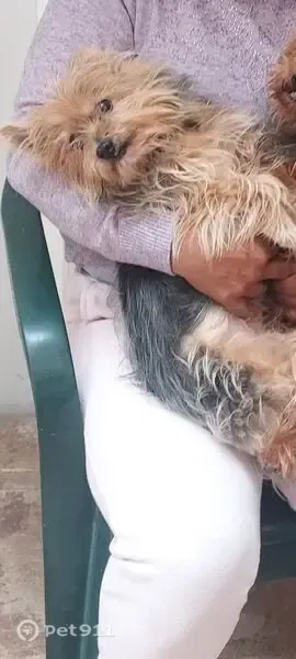 Perdido perro, Carrer de Sant Joan Baptista, 1, Torrent, Barcelona — perrita muy mayor y tranquila - photo