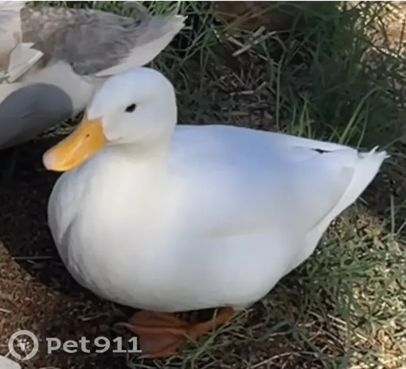 Lost female bird, Sandgate Road, 2249, Brisbane, Oxford Park — white and chatty - photo