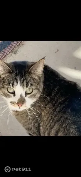 Lost female cat, West Center Street, 3450, Provo — white facial markings - photo