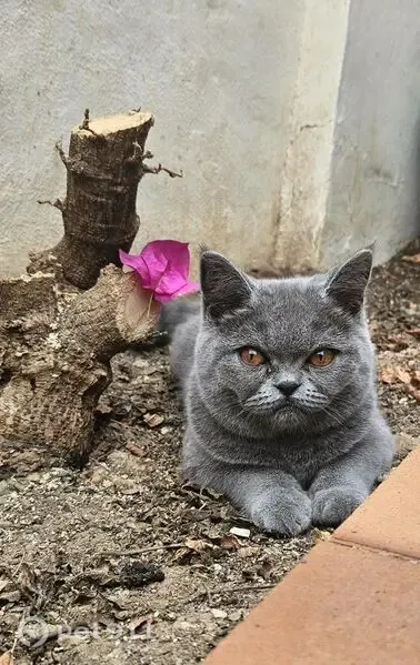 Gato perdido, hembra, Calle Jorge Luis Borges, 11, Motril — british shorthair gris - photo