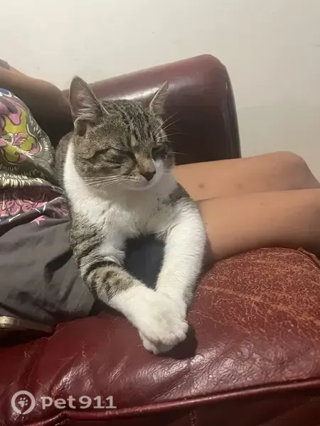 Lost cat, Monarch Circuit, 18, Penrith — male with a grey, white and black coat - photo
