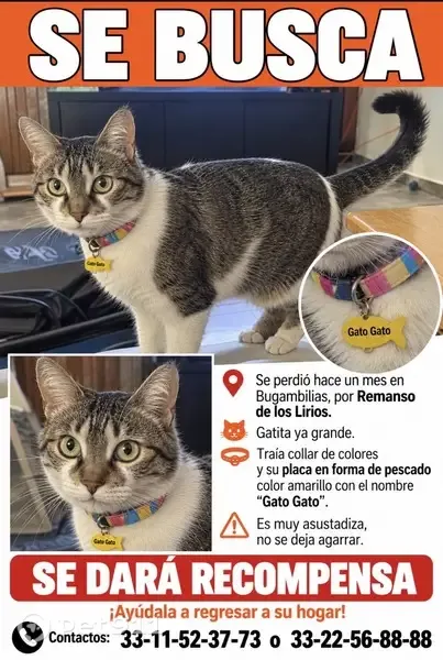 Gato perdido, hembra, Boulevard Bugambilias, Santa Ana Tepetitlán, Nicolas R Casillas — gatita adulta - photo
