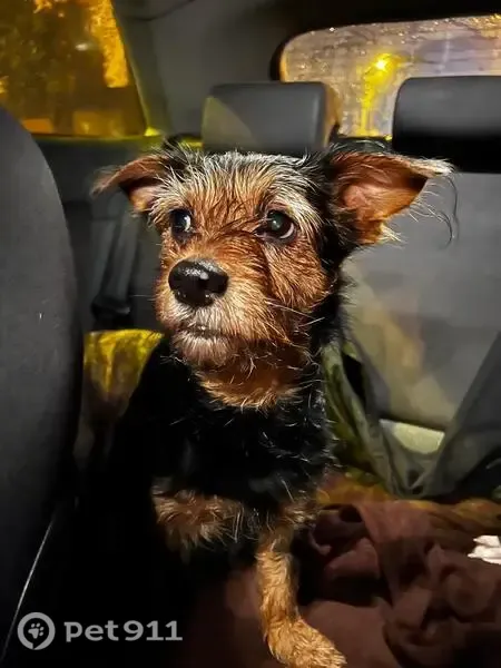 Perro perdido, Carrer Baixada de la Creueta, 2, Les Borges del Camp, Reus — hembra de 12 años - photo
