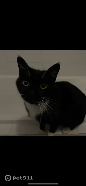 Lost male cat, Tinker Lane, 3, Rockingham — sweet, loving and skittish - photo