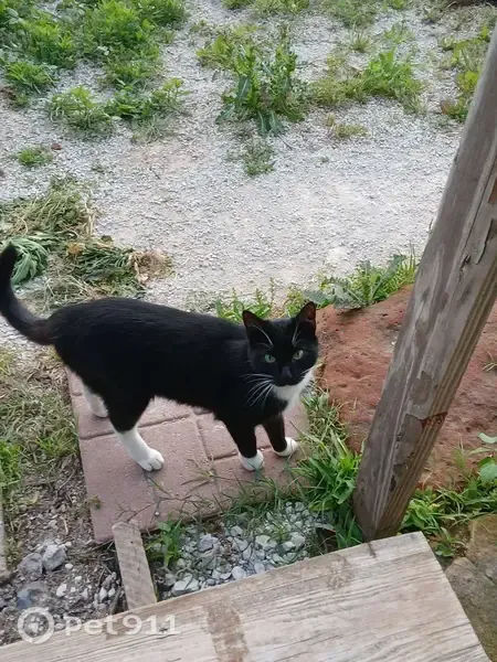 Lost cat, County Road 1248, Texas, Deport — male tuxedo cat - photo