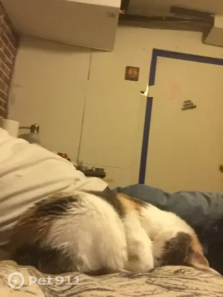 Lost cat, Memorial Drive, Two Rivers — friendly, shy female - photo