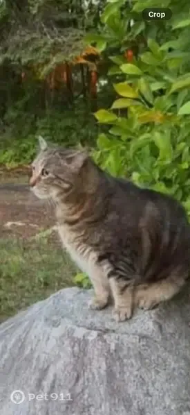 Lost male cat, Electric Avenue, 324, Lunenburg, Boston — brown and black tabby with white on his chin - photo