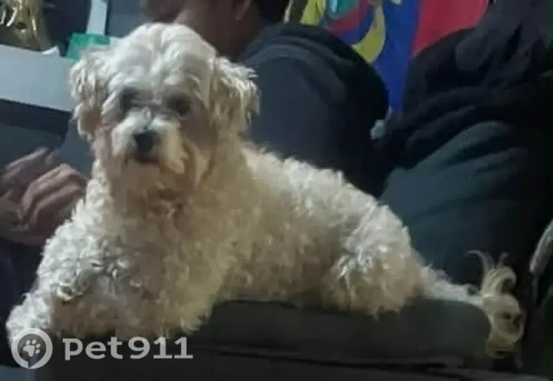 Lost dog, Astoria Boulevard, 99-10, Queens — 6-year-old white Maltipoo named Moonbeam - photo
