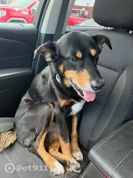 Lost Dog, Longview Road, 429, Danville — 14-year-old male mixed breed, responds to “HUP” - photo