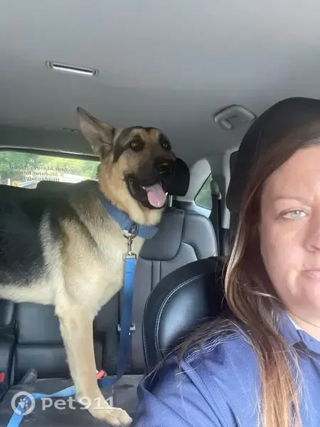 Lost dog, Dike, Texas, Greenville — very large German Shepherd with a blue collar - photo