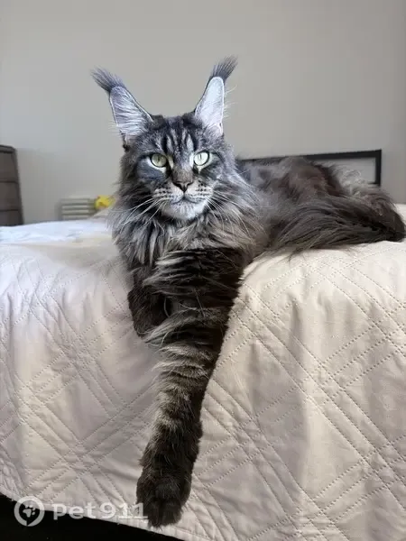 Lost cat, South Lyon Street, Santa Ana — female black tabby with long hair - photo