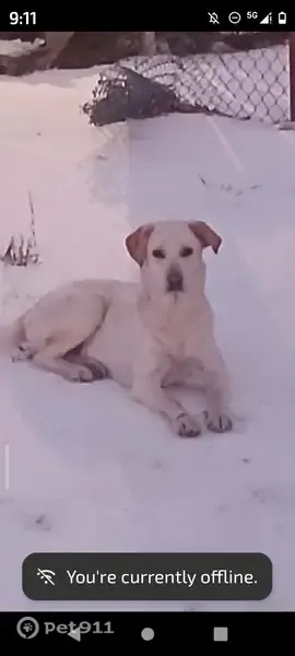 Lost dog, Calion, Arkansas, Fort Smith — female Labrador, off-white and light yellow - photo