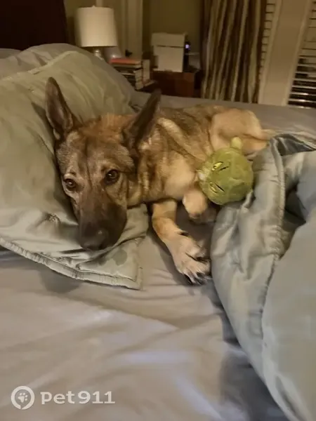 Lost female dog, Castleton Street, 10608, Fort Smith — sable German shepherd - photo