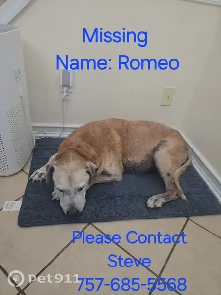 Lost Dog, Larchmont Road, 2771, Union — 14-year-old male dog - photo