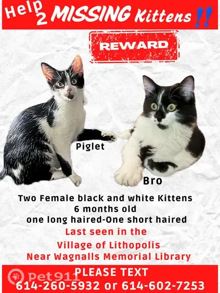 Lost cats, East South Street, 188, Lithopolis — two friendly female cats - photo