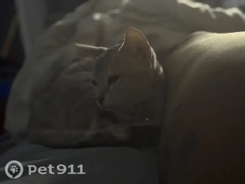 Lost male cat, Gardner Road, 16430, Waldorf, Baltimore — white with gray leopard spots - photo
