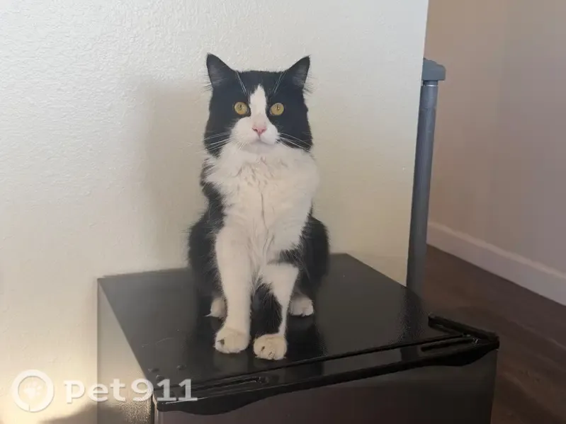 Lost cat, Oakhill Avenue Southeast, 1190, Salem — fluffy tuxedo cat with no collar - photo