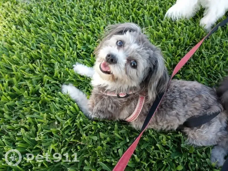 Lost dog, female, Lyncrest Drive, 20, Galveston — 7-year-old Yorkie Shih Tzu mix - photo