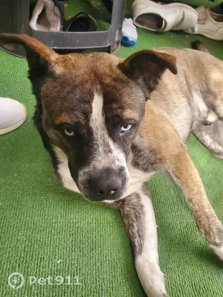 Perro encontrado, Calle Fermín Riestra, 1590, Guadalajara — muy dócil y cansado - photo