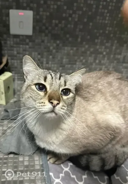 Gato perdido macho, Calle Mar Cantábrico, 34, Bétera, Valencia — ojos azules y muy cariñoso - photo