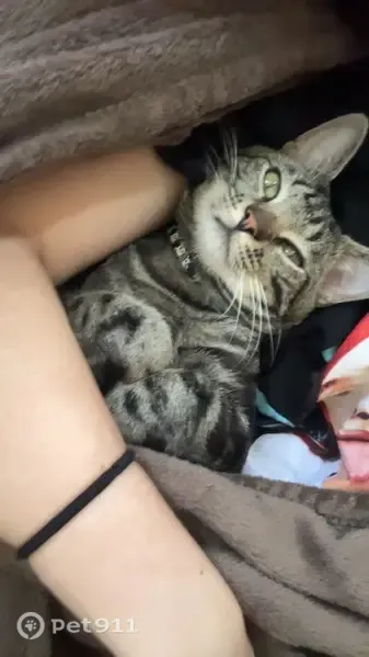 Lost cat, male, Park Circle, Lexington, Charlotte — black stripes and green eyes - photo