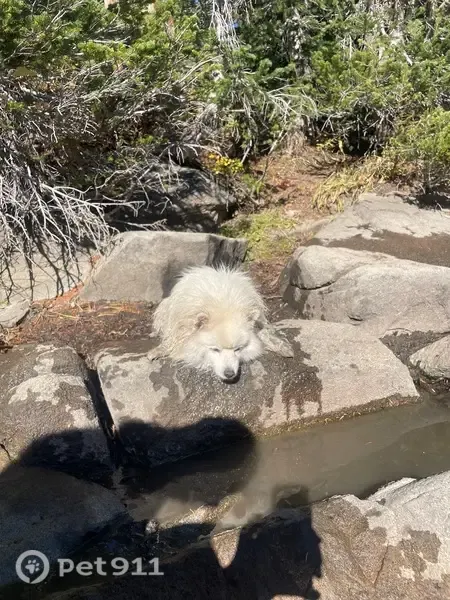 Lost dog, male, North 1300 West, 1200, Salt Lake City, West Jordan — about 23 lbs - photo