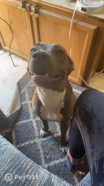 Lost dog, Delta, Ohio, Detroit — female puppy with four white sock feet - photo