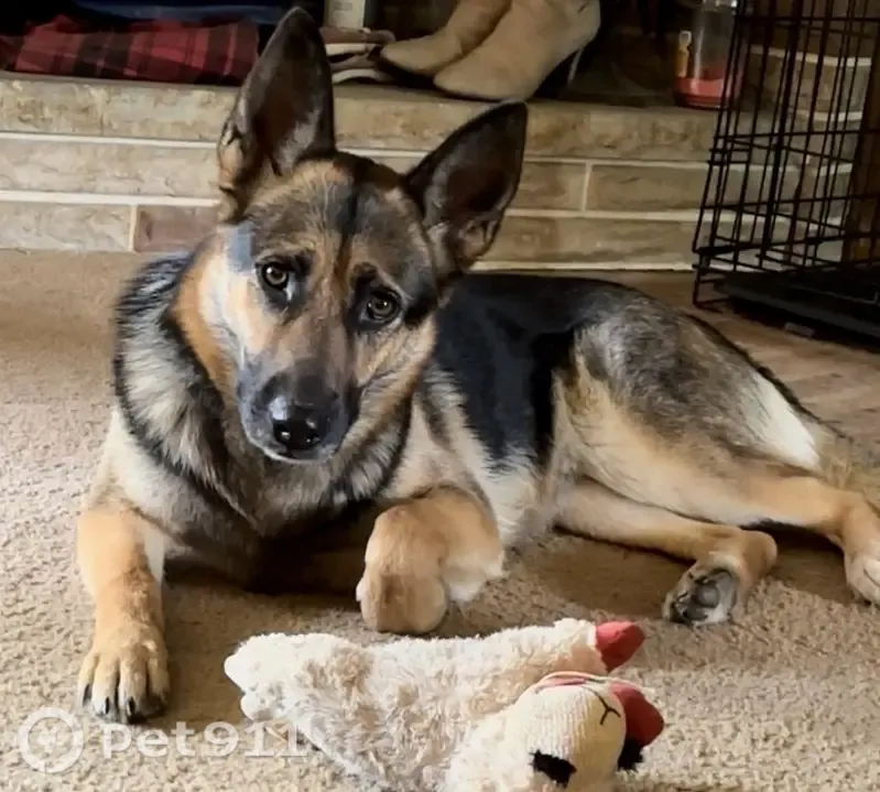 Lost dog, Oak Street, 2079, Salem — female German Shepherd/Husky mix - photo