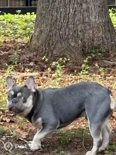Lost male dog, Sunrise Village Lane, 3279, Norcross, Atlanta — last seen by the mailbox - photo