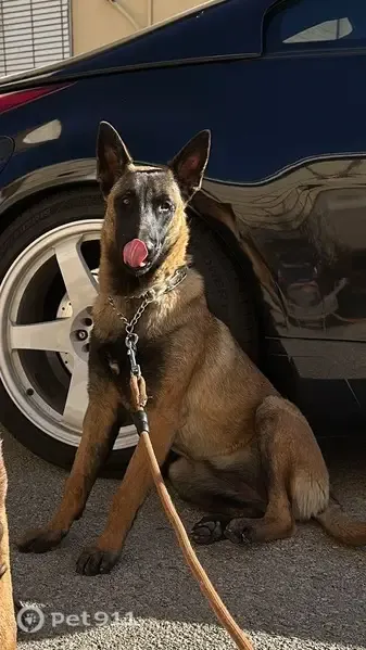 Perro perdido, hembra de 2 años, Camino Cruz Muela S An, 2A, Orihuela — se llama Reyna - photo