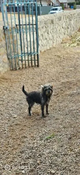Lost male dog, Woodlark Place, 613, El Paso — black coat, gray hair - photo
