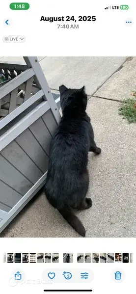 Lost cat, Carnegie Street, 5416, Pittsburgh — male with a tipped ear - photo