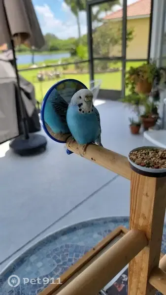 Lost female bird, 4th Avenue North, 2930, St. Petersburg, Arlington — turquoise budgie with a white head - photo