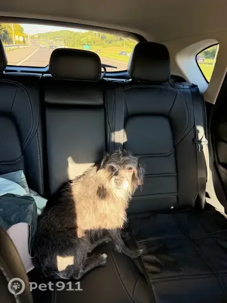 Lost dog, Meadow Wells Drive, 5504, Knoxville — tan, black and gray, 20 lb - photo
