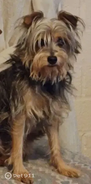 Lost dog, East Bermuda Street, 3607, Tucson, Phoenix — male, black and tan, scruffy - photo