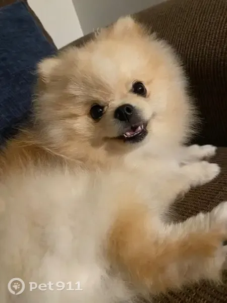 Lost dog, East 31st Street, Odessa, Dallas — friendly male with orange markings - photo