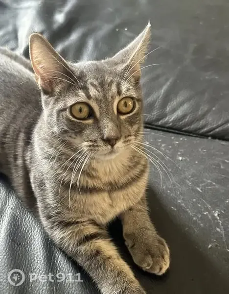 Lost Cat, Christopher Street, 55, The Hills Shire Council, Sydney — friendly 10-month-old male - photo