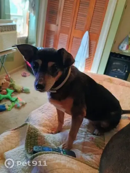 Lost dog, West 5th Street, Salem — senior female, very loving - photo