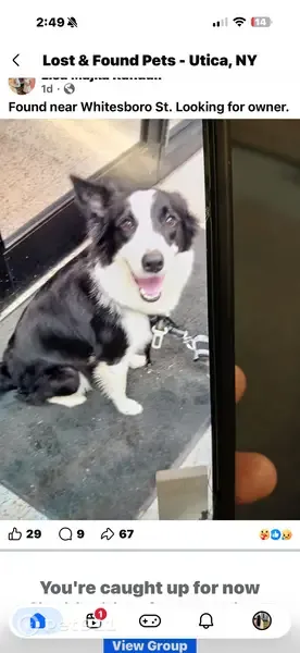 Lost dog, Genesee Street, 222, Utica — female white-and-black Border Collie - photo