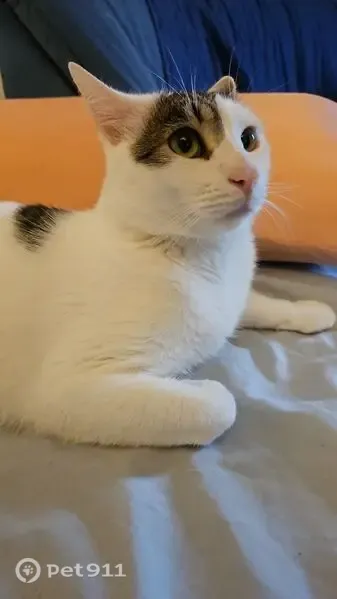Gato perdido macho, Calle Vázquez de Mella, León — manchas grises y cola negra y gris - photo