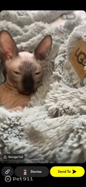 Lost cat, Daboll Street, 27, Providence — hairless baby male - photo