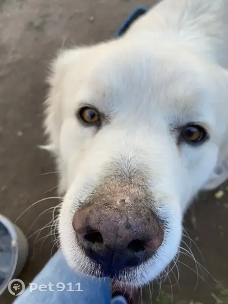 Lost dog, North Lockhart Street, 1511, Sherman - male with a rash on his back - photo
