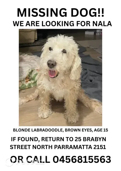 Lost dog, Brabyn Street, 25, City of Parramatta Council, Parramatta — blonde, medium-sized Labradoodle - photo