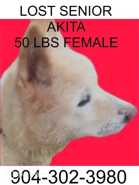 Lost dog, Inwood Terrace, 2031, Jacksonville — 13-year-old female Akita; do not chase - photo