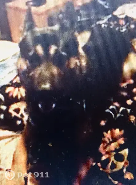 Lost dog, male, Duval Street, 98, Citrus Heights — young German Shepherd - photo