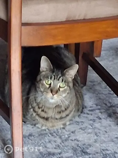 Lost cat, Mercer Street, 402, Durand — 14-year-old gray and black male cat - photo