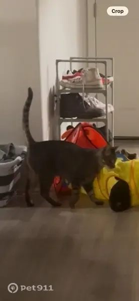 Lost cat, East Sahuaro Drive, 6980, Scottsdale — male with green eyes - photo