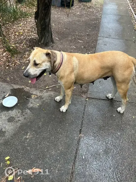 Found dog, female, Ryhill Road, 128, Brisbane, Rochedale — recently had pups - photo